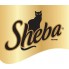 SHEBA (4)